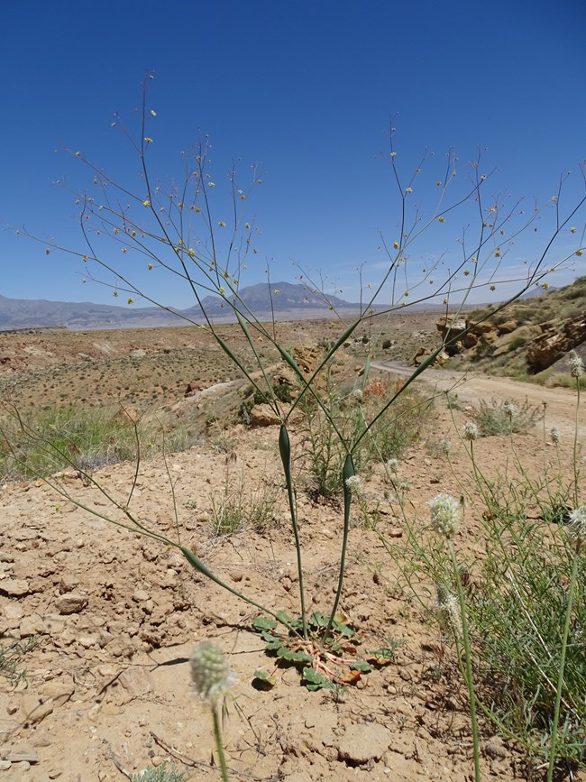 Spindly plant with green stems that have the middle section inflated, with tiny yellow flowers.