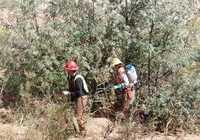 EPMT and Russian olive