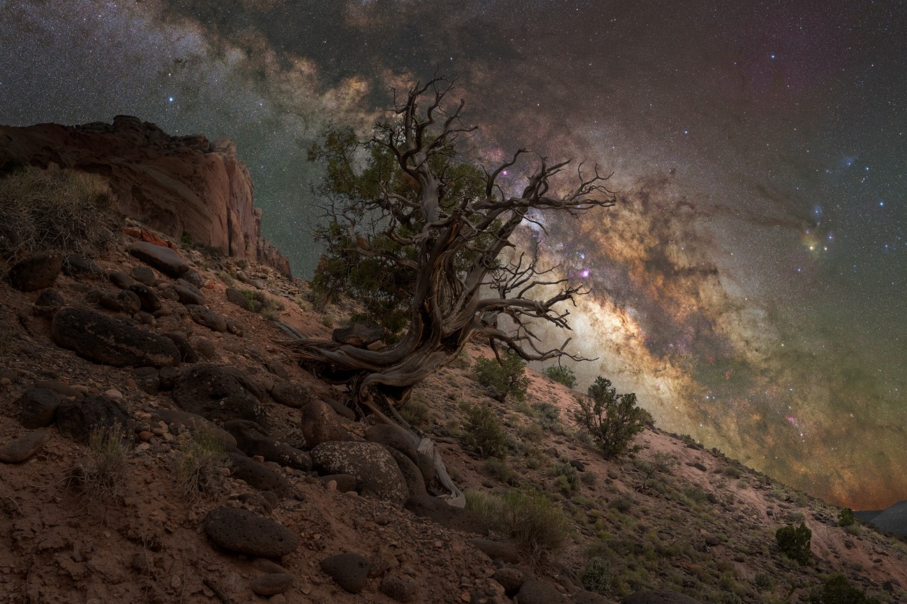 Gnarled tree clinging to rocky slope, with red cliffs, and the star-filled Milky Way arcing across a blue-green night sky.