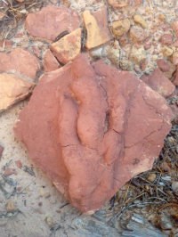 grallator track three-toed dinosaur track in sandstone slab