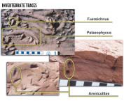 Invertebrate trace fossils of Fuersichnus,palaeophycus, Arenicolites. Known to occur at Glen Canyon National Recreation Area and Capitol Reef National Park.