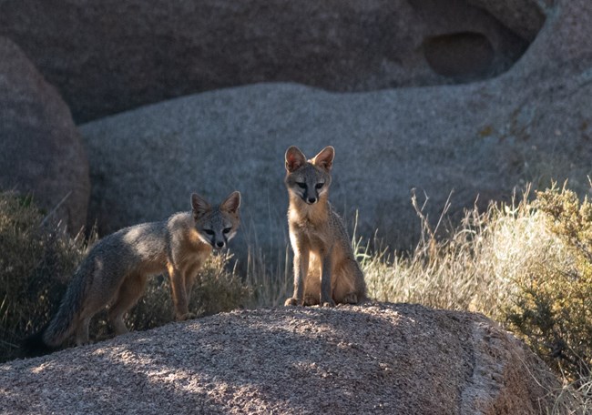 Two small gray foxes on top of a rock against low green shrubs. One is sitting and the other is walking towards it.