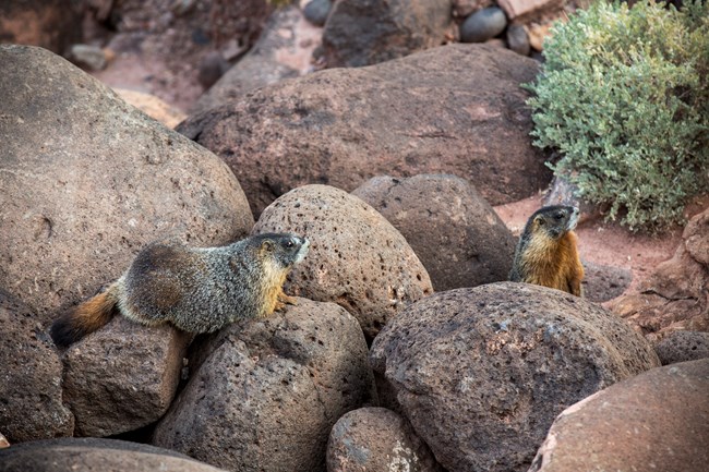 Two large ground squirrels on black boulders