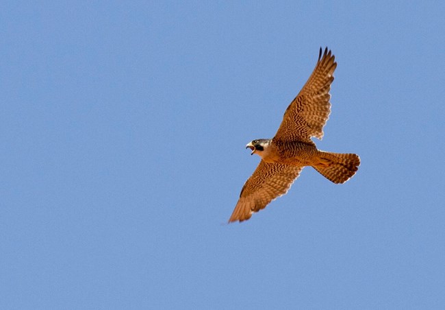 A soaring bird against clear blue sky