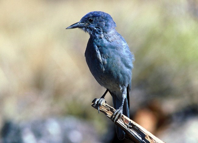 Blue bird with black beak perched on the tip of a branch