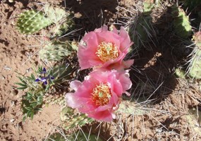Common Pricklypear Common Pricklypear