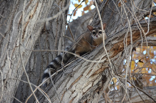 Ringtail in a tree