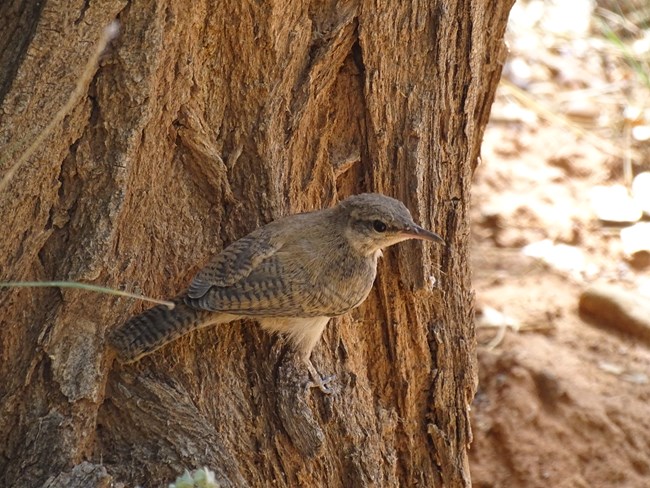 A small brown bird with faintly barred tail and wings and a slightly curved beak stands at the base of a tree