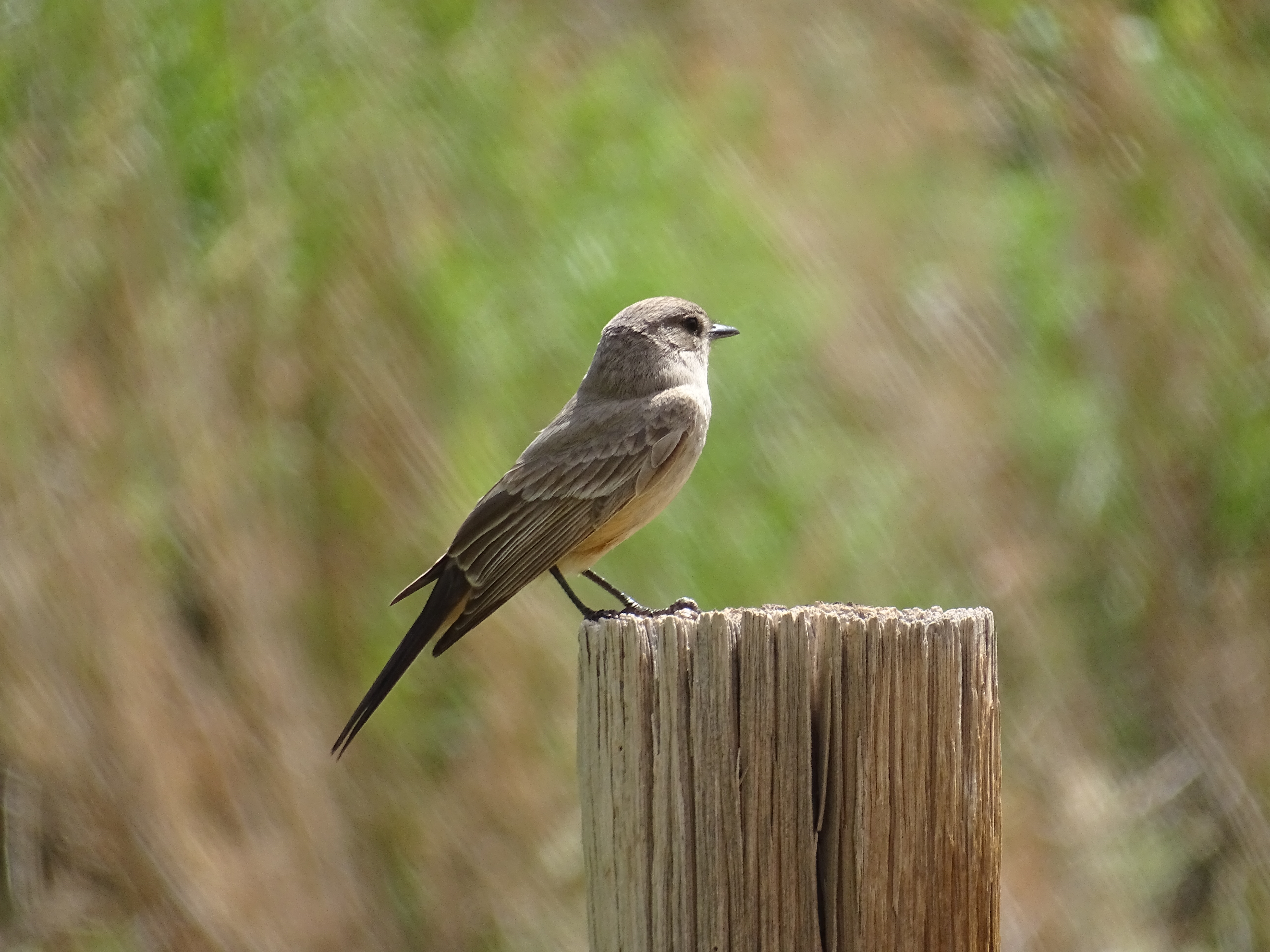 Say-s-Phoebe-on-wooden-post.JPG