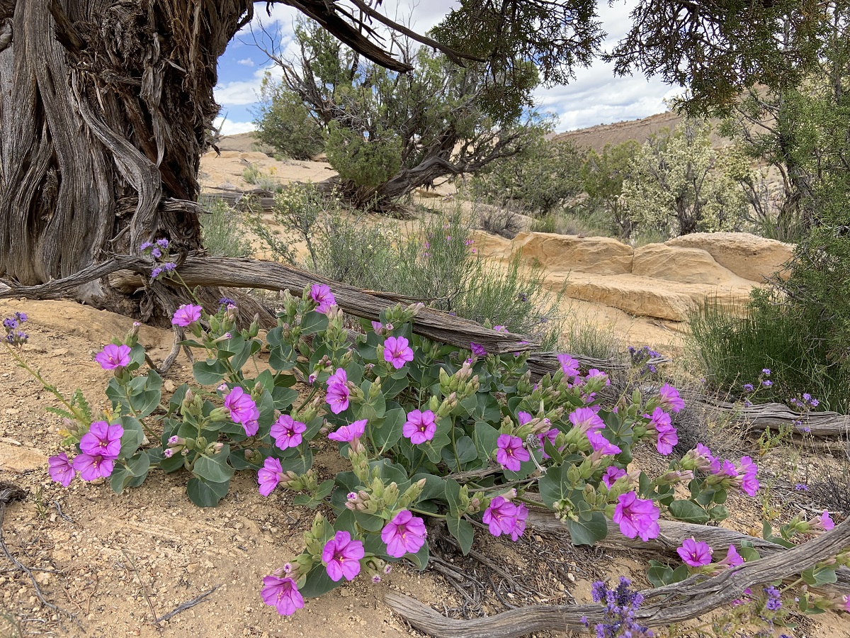 Wildflowers - Capitol Reef National Park (U.S. National Park Service)
