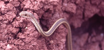 Striped Whipsnake on a rock Striped Whipsnake on a rock