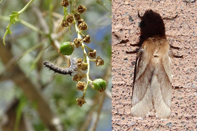 Left: A blue fuzzy caterpillar on a green stem with its front lifting up into the air. Right: A fuzzy light brown moth with wings flat.