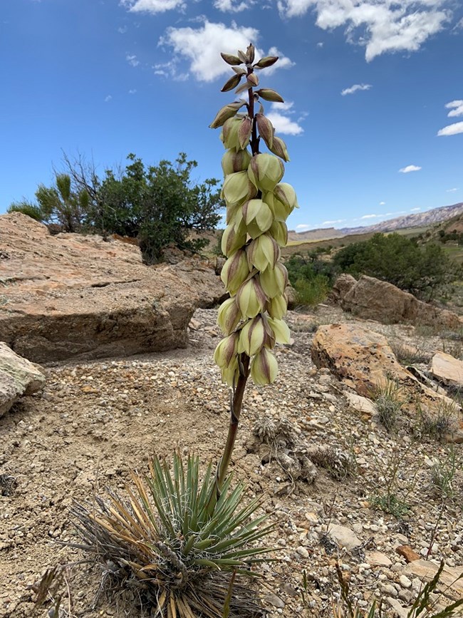 Green plant with narrow dagger-shaped leaves at base, with tall stalk covered in downward pointed pale cream colored flowers, with a background of blue sky and a strike valley.