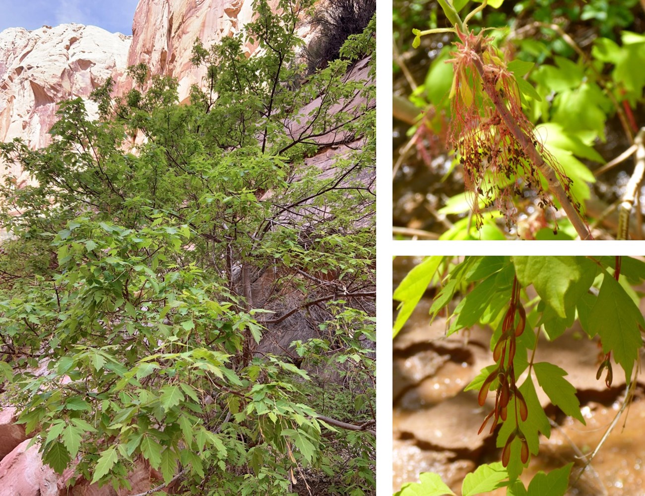 Three photos: large, leafy green tree in a canyon; close up of pink stringy lines coming from cluster, with small dark ends; and close up of bright green leaves with green, winged seeds.
