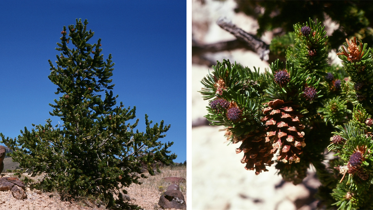 On left, a cone-shaped green tree with needles. On right, a close-up of green needles and brown pine cones on branches.