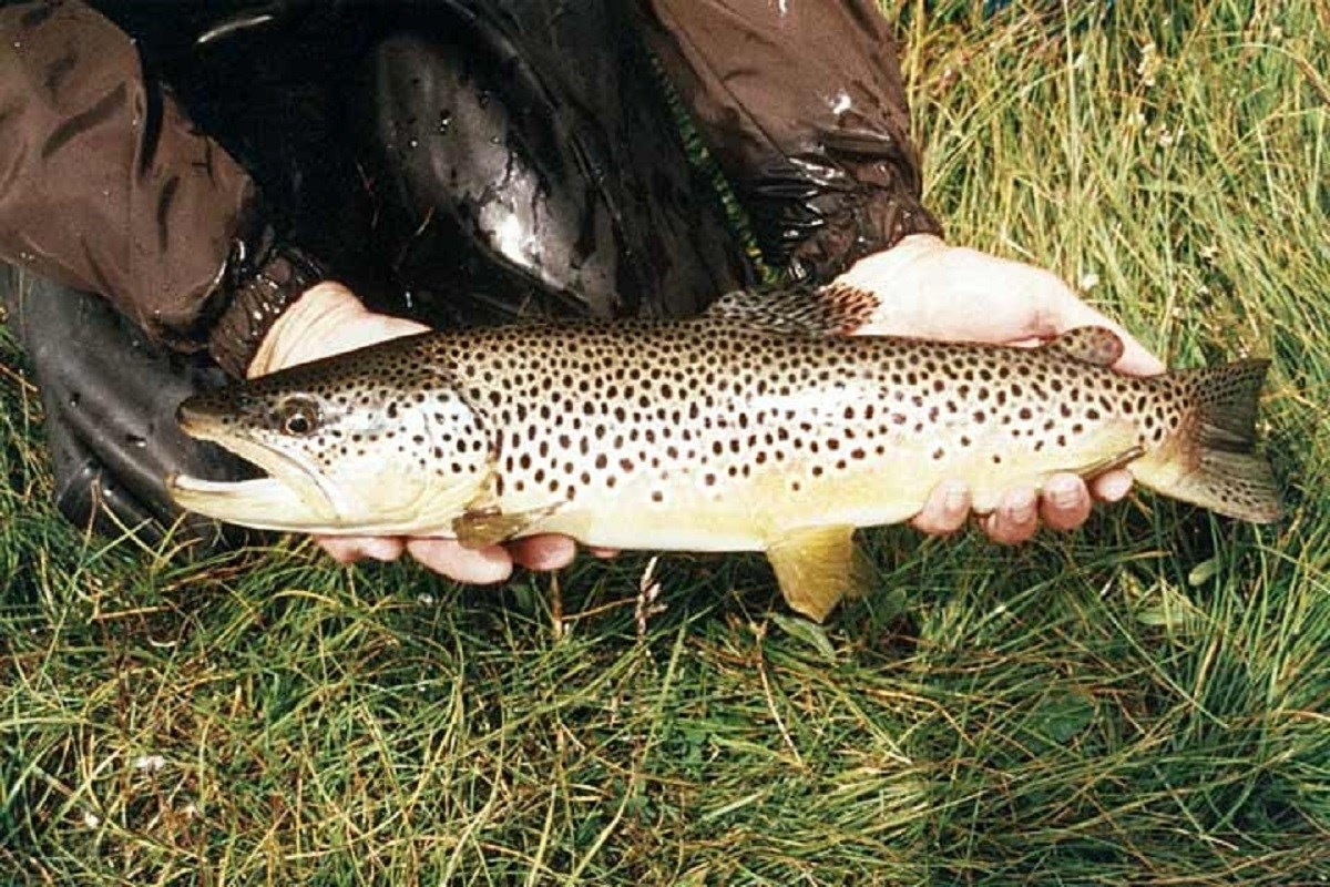 two hands holding a large speckled fish with its mouth open.