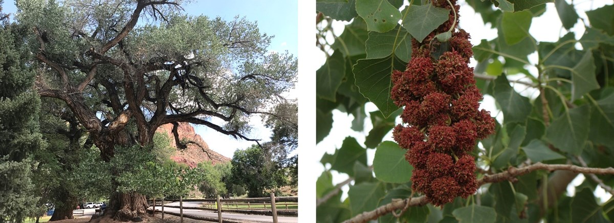 Two photos: Large, gnarly tree covered in green leaves. 2: Close up of large cluster of reddish brown round clumps hanging from branch, with green leaves in background.