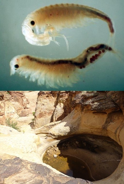 Top: Two small translucent shrimp-like animals on blue background. Bottom: A large depression in cream colored sandstone containing brown water.