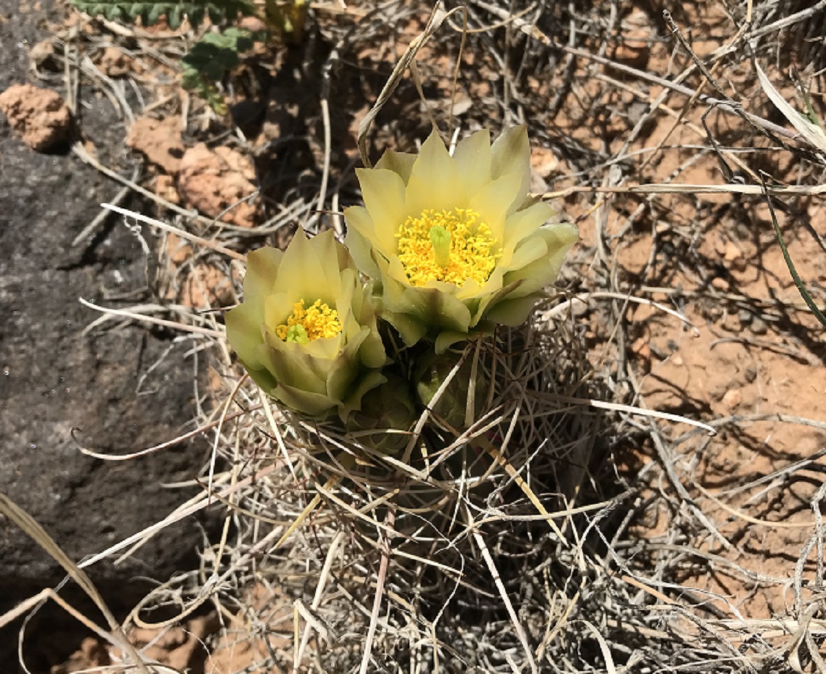 Cacti - Capitol Reef National Park (U.S. National Park Service)