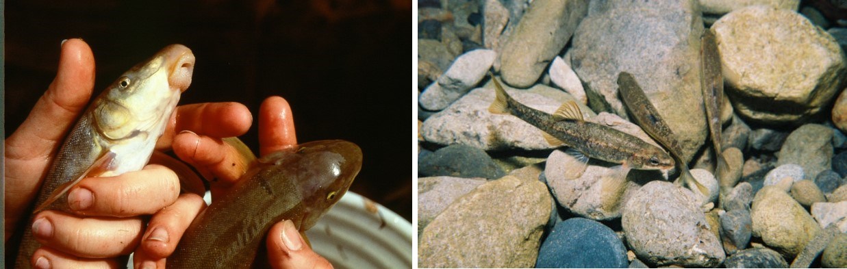 two photos: close up of hand holding two fish, showing unique shaped mouth; three speckled fish with faint red side stripe in water.