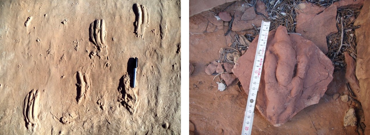Two photos of fossils. Left: tree toed tracks in pale tan rock. Right: one three-toed track in red rock.