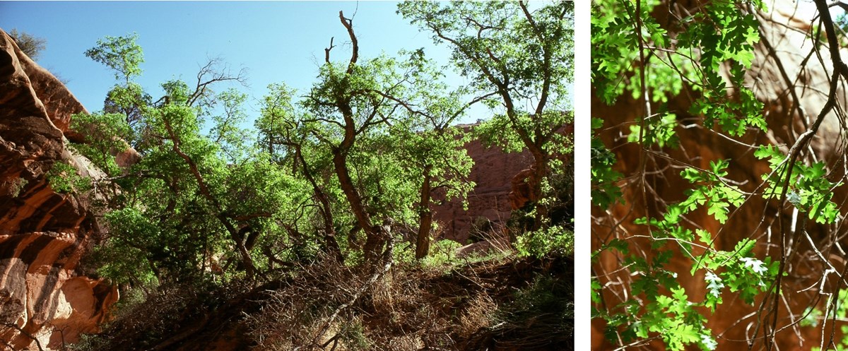 Two photos: large, spreading tree with green leaves in a canyon; close up of green leaves backlit by the sun.