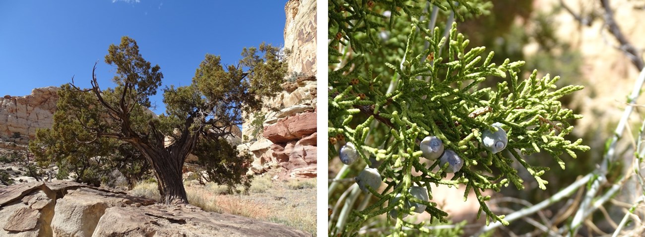 Two photos: 1: Wide-trunked tree with dark green foliage, growing out of rocks. 2: closeup of small light blue berries beside scale leaves.