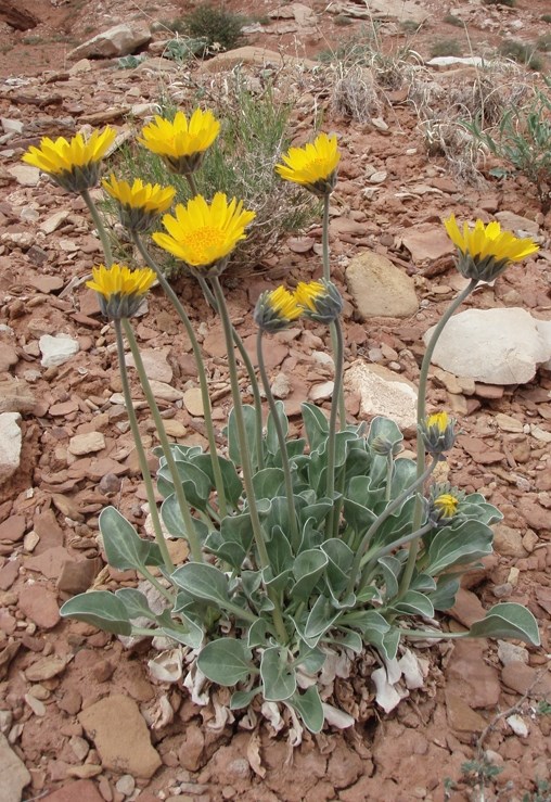 Clump of green stems, with leaves at base, and bright yellow flowers at the top.