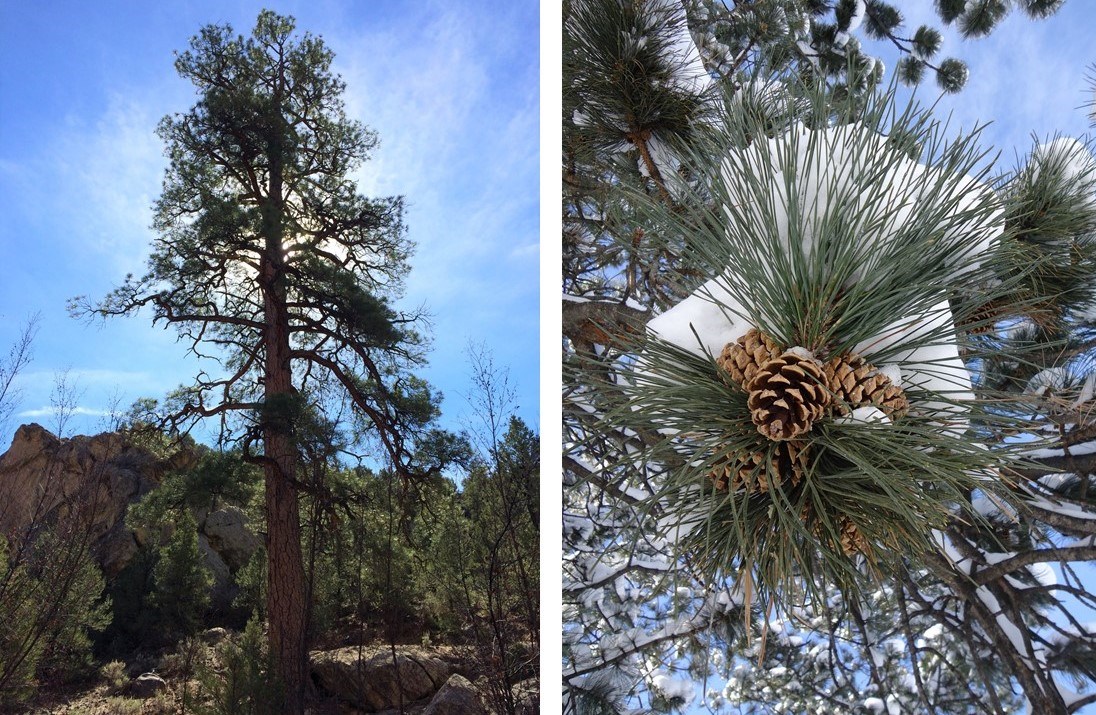 On left, a tall, straight tree with green pine needles. On right, a cluster of hundreds of green pine needles and several brown pine cones.