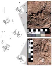 Vertebrate tracks of Rotodactylus.
Known to occur at Capitol Reef National Park