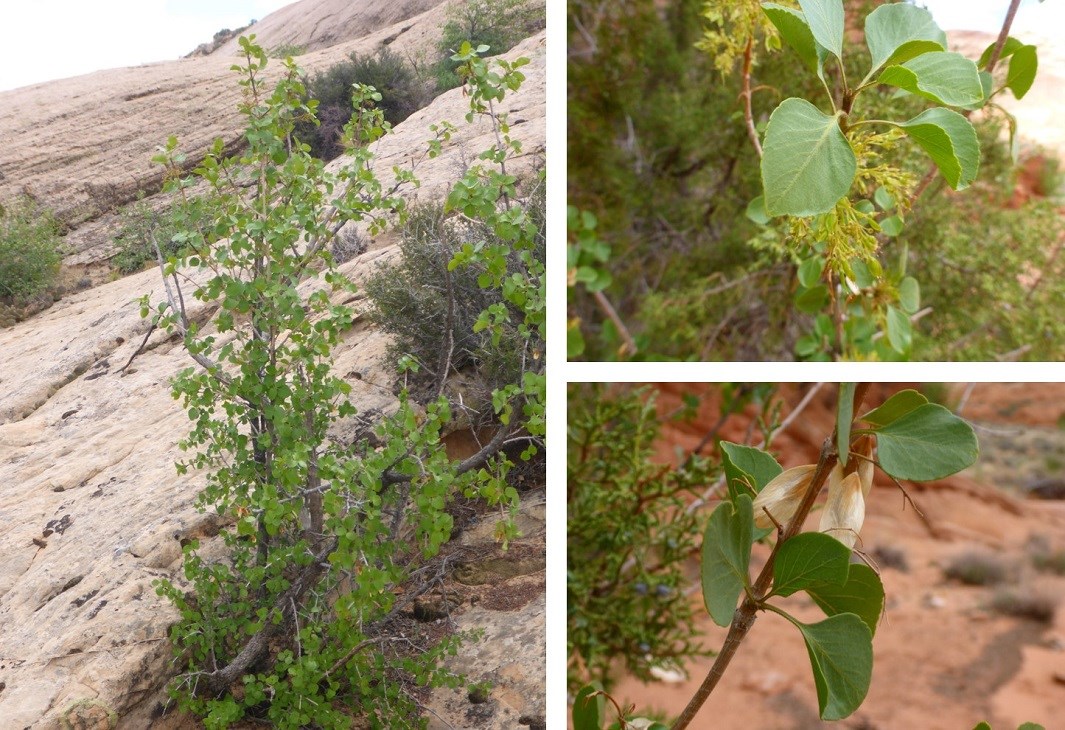 Three photos: skinny tree with green leaves growing out of gray slickrock; close up of green leaves and pale green flowers; close up of green leaves and tan seeds.