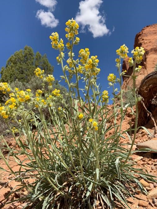 Spindly plant with small yellow flowers at top of stalks, with blue sky in background.