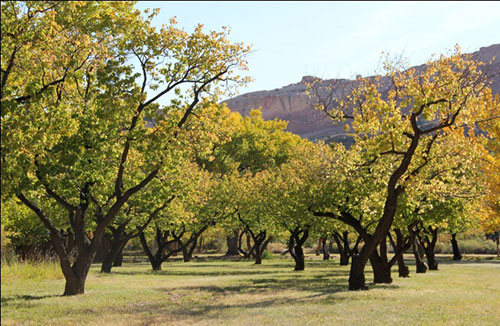 Cottonwoods in fall colors