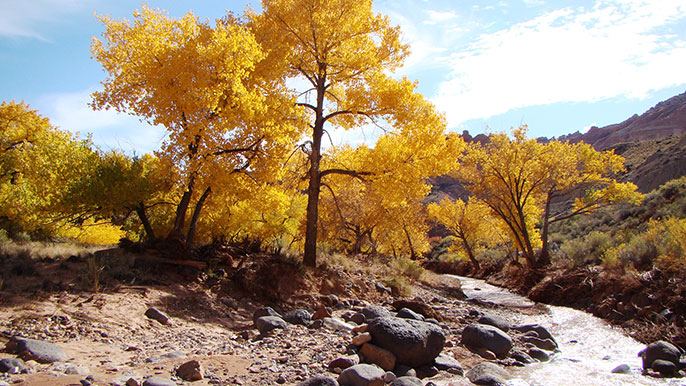 Cottonwoods in fall color along Sulphur Creek