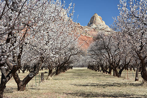 Blooming apricot trees in Mulford orchard