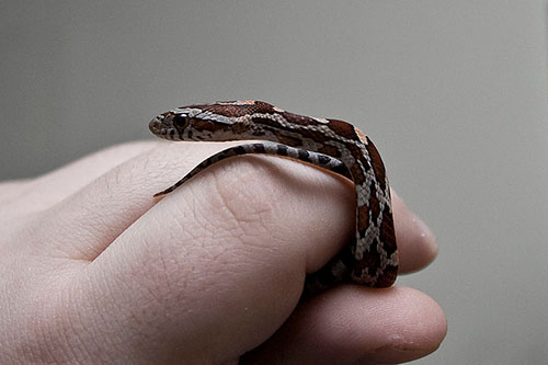 Corn Snake