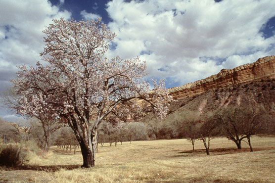 Orchard in spring