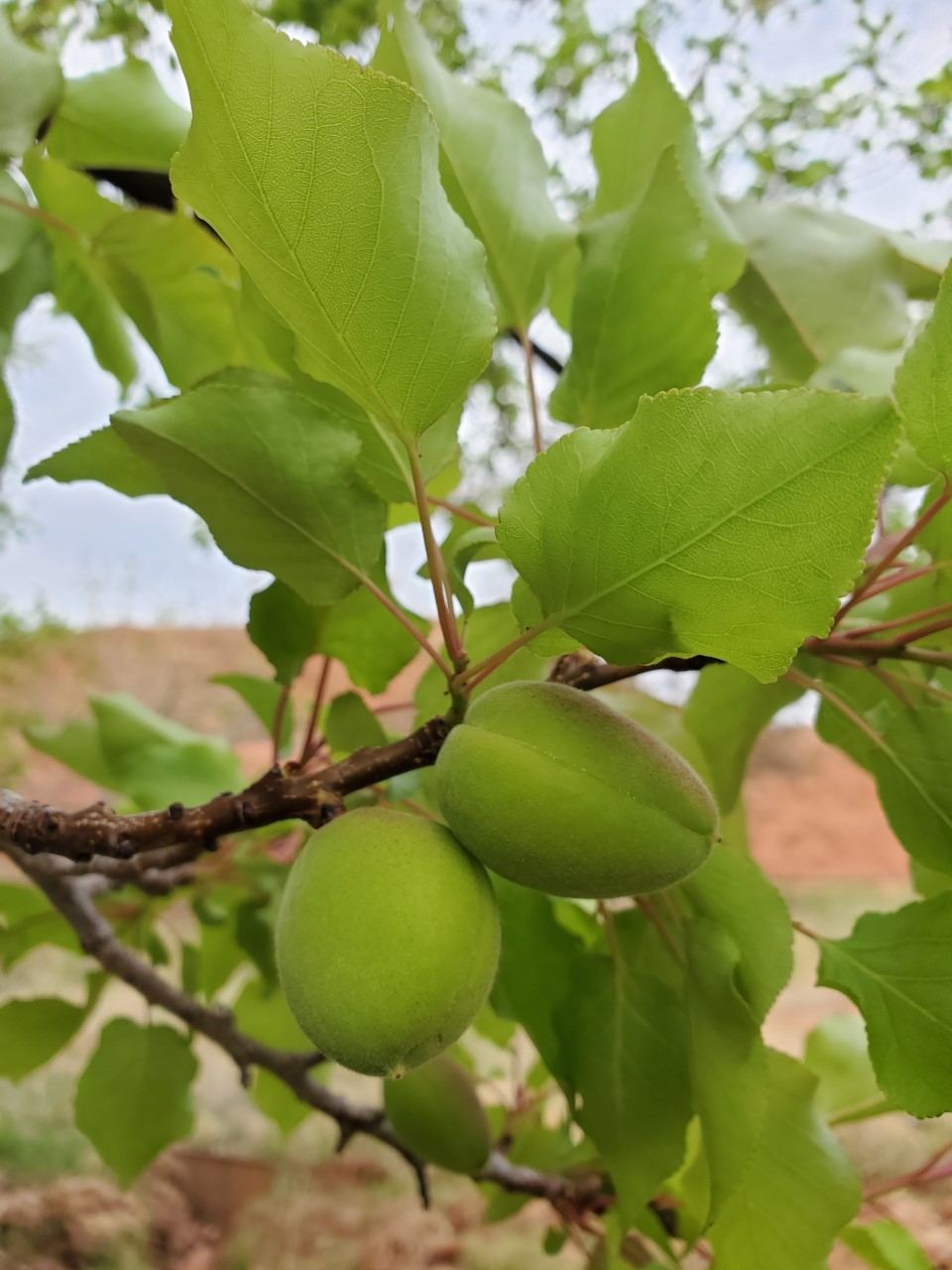 Unripe apricots Two green oval shaped fruits on a branch surrounded by leaves