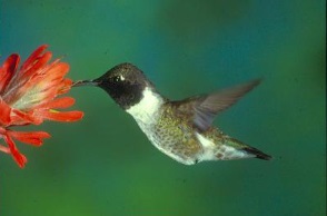 Hummingbird sipping nectar/pollinating flower