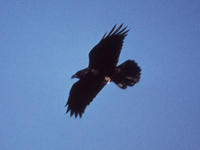 Common Raven