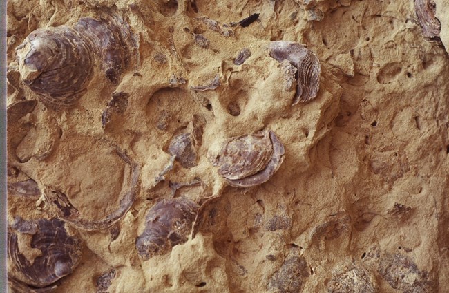 Shiny, dark brown, ridged and rounded fossils embedded in tan sandstone.