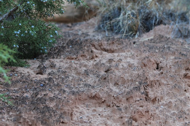 Bumpy looking red sand with black tops under a Juniper tree