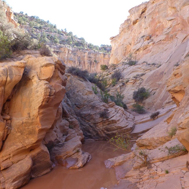 Sandstone canyon with brown pool of water below, some sparse trees, and blue sky above.