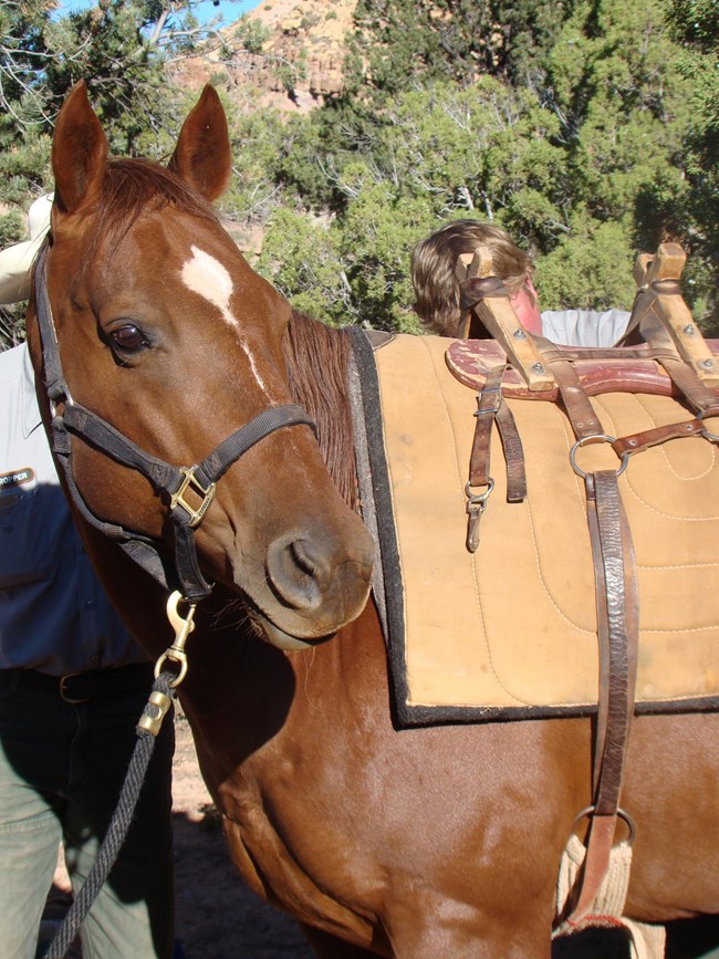 Chestnut horse with white stripe on forehead, pricked ears, and pack saddle on back.