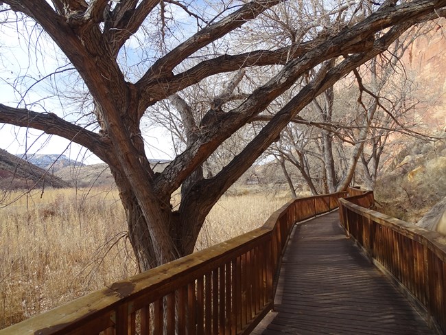 Long wooden boardwalk with large trees beside it, and dry yellow grass alongside, and blue sky and orange cliffs in background.