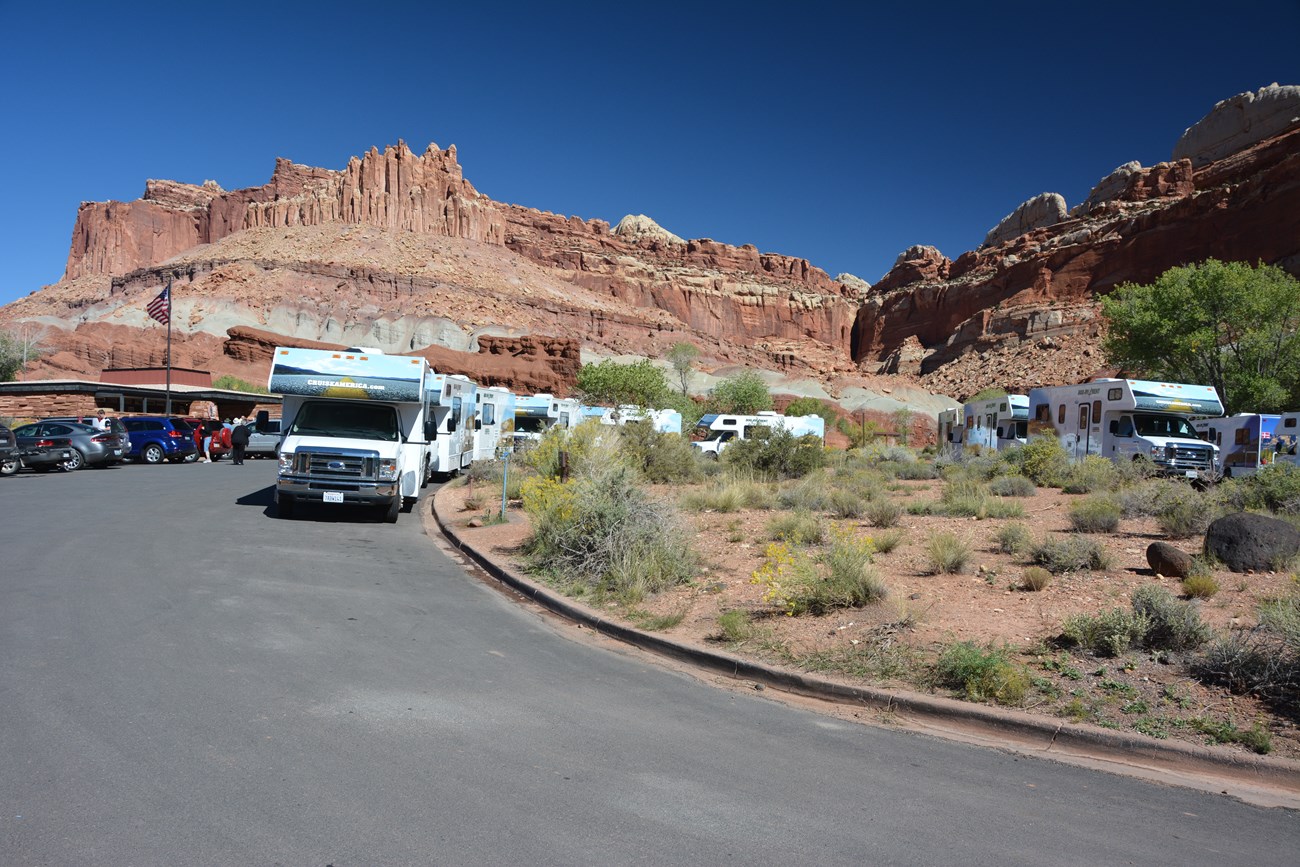 Large number of Cruise America RVs parked in a parking lot.