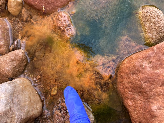 Shallow water with green and yellow/brown algae like growth.