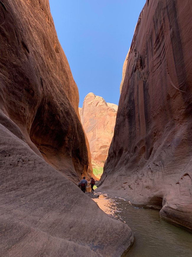 Two people hiking in a narrow canyon with shallow water in it, high cliffs, and blue sky and a red rock formation in distance.