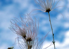 Apache Plume