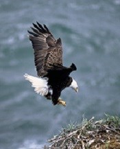 A Bald Eagle preparing to land.